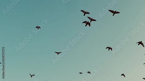 A flock of birds flying in formation against a beautiful sunset sky. Silhouettes of birds soaring, Group of birds migrating together in the evening sky.