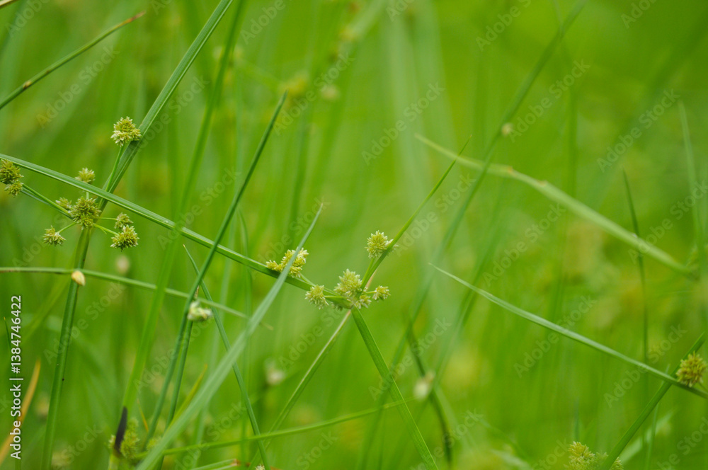 Fresh green grass with blurred background, bright green nature background. Close-up image of fresh green grass. Fresh green grass with blurred background, bright green nature background. Close-up image of fresh green grass.