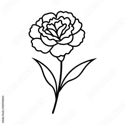 vector illustration of a  carnation