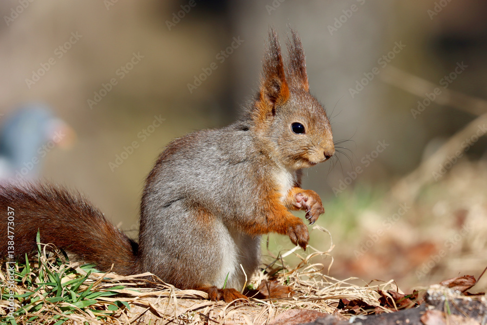 Squirrel Squirrel
