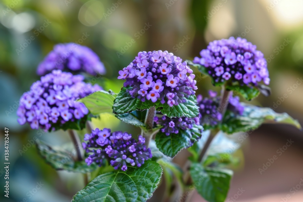 Purple flowers blooming in a verdant garden during the afternoon sunlight Purple flowers blooming in a verdant garden during the afternoon sunlight