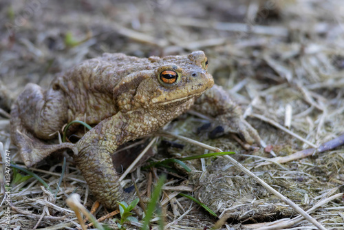 toad (Bufo bufo) sitting