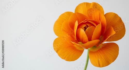 Wallpaper Mural Golden Hour Bloom AI Generated Torontodigital.ca