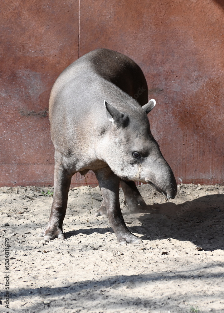 Fototapeta premium A tapir in a prairie