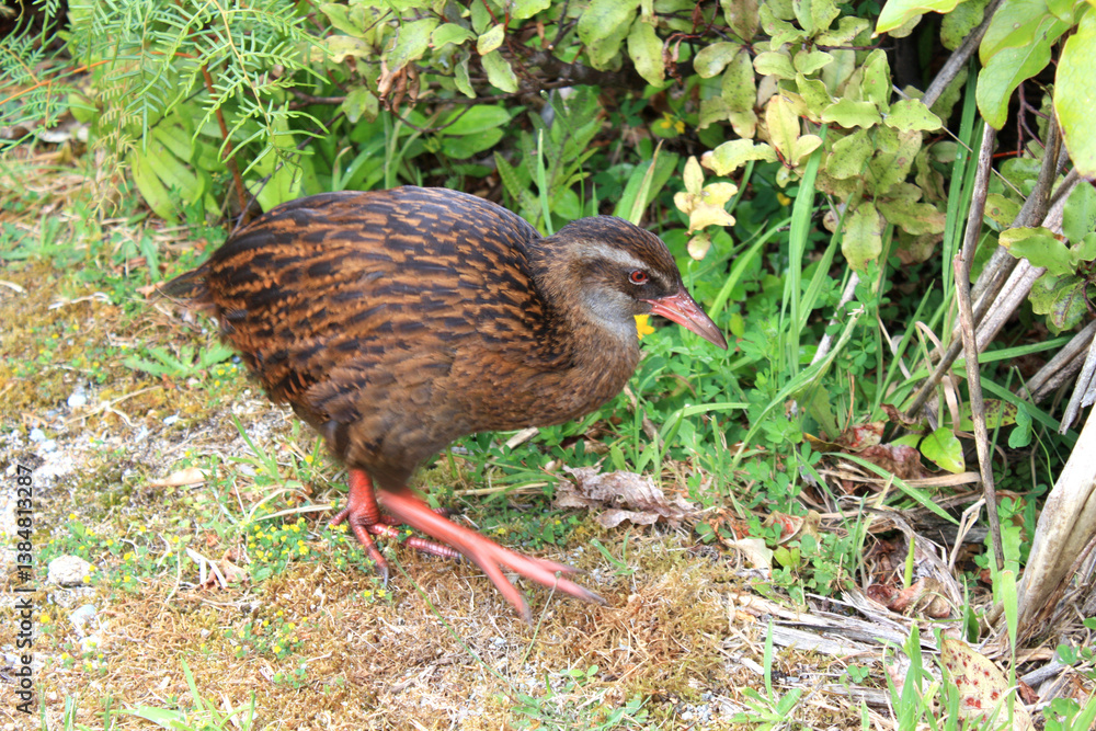 Obraz premium Wild Weka in New Zealand
