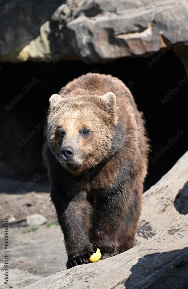 Fototapeta premium A brown bear in its den