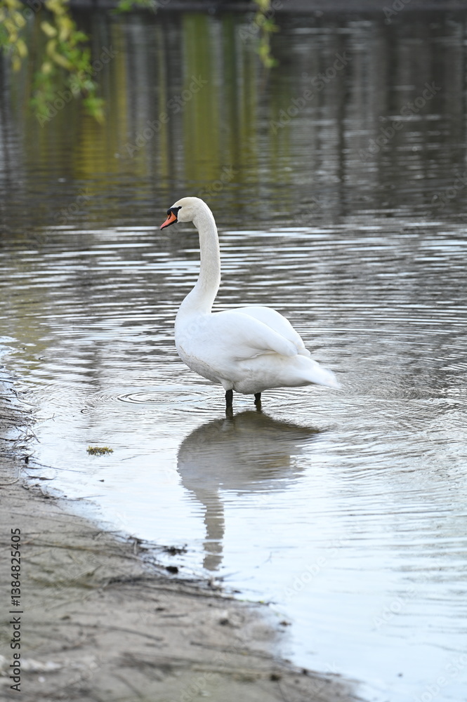 A graceful white swan swims in the lake
A graceful white swan swims in the lake