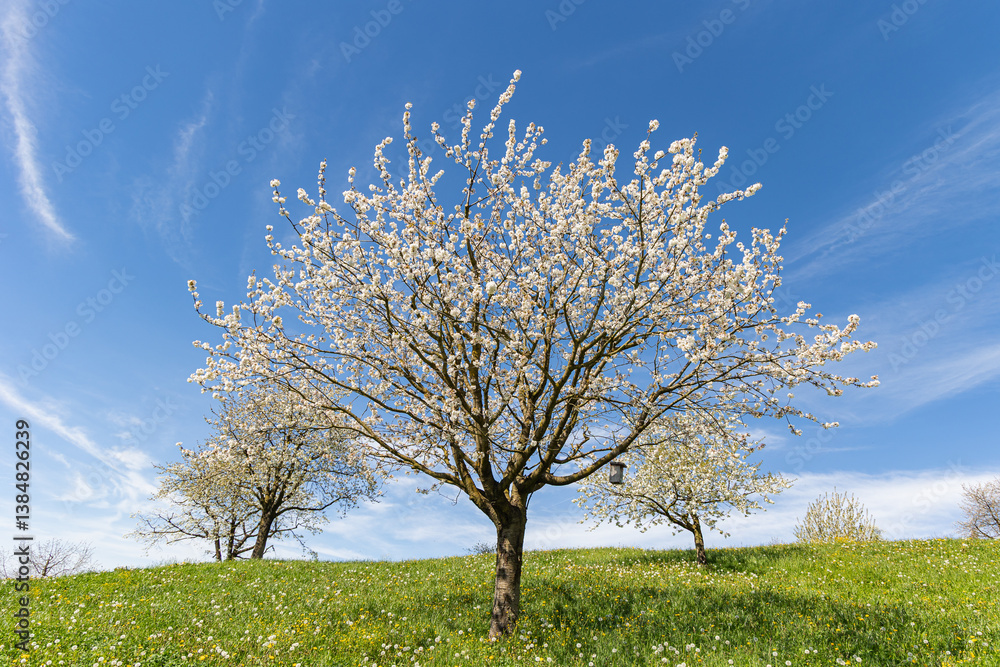 Fototapeta premium Cherry tree blossom on the hills under the sunny sky