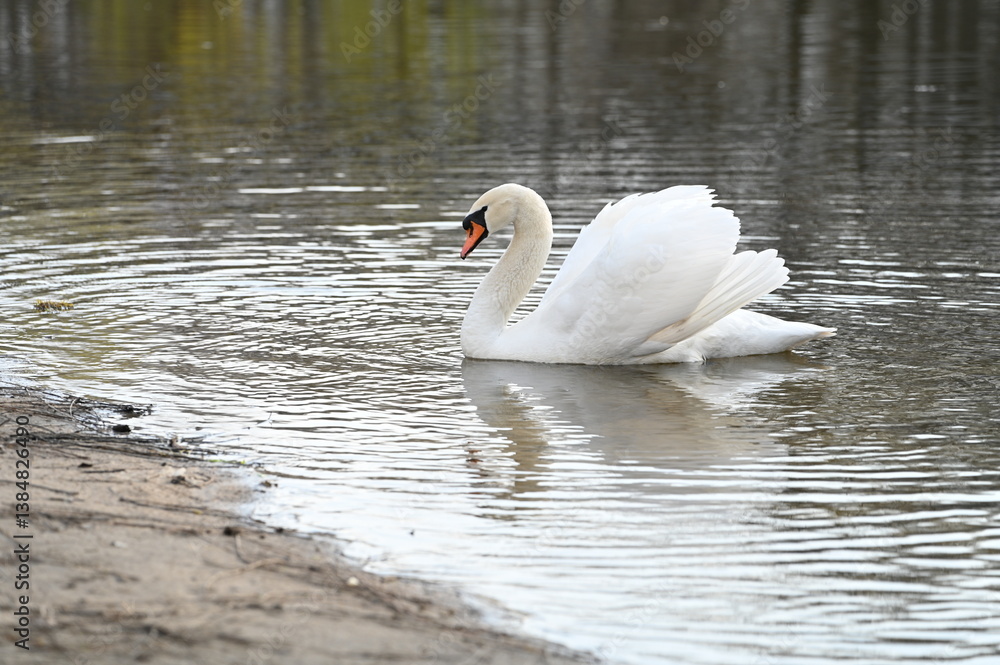Naklejka premium A graceful white swan swims in the lake