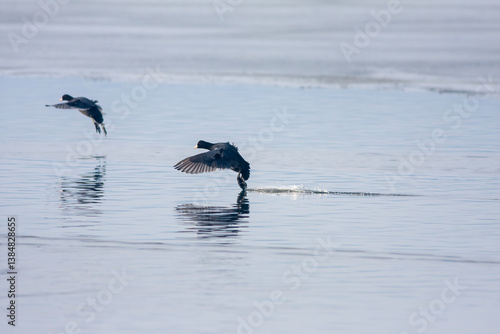 waterfowl resting in the water, Eurasian Coot, Fulica atra