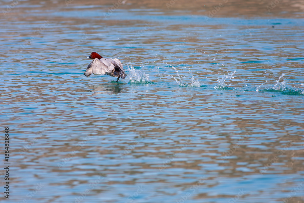 water bird in its natural environment, Common Pochard, Aythya ferina
