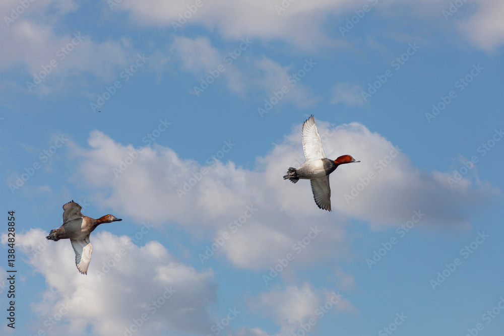 water bird in its natural environment, Common Pochard, Aythya ferina