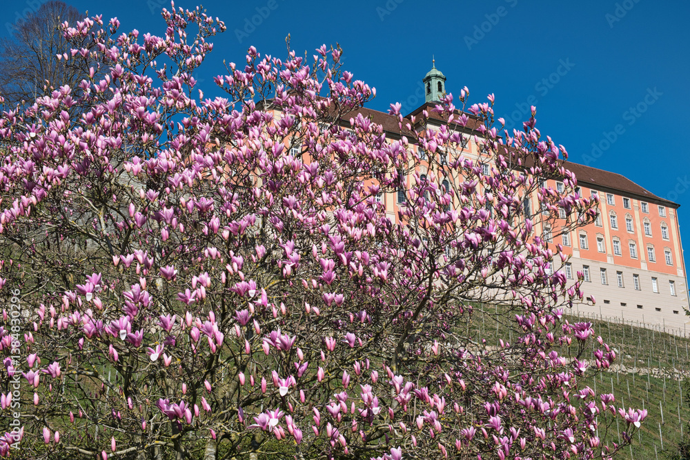 Magnolienbaum in Meersburg am Bodensee