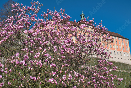 Obraz na płótnie Magnolienbaum in Meersburg am Bodensee w salonie
