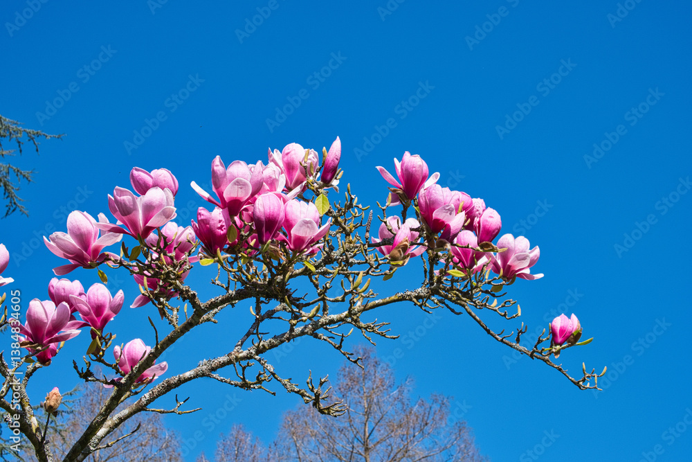 Magnolienblüte