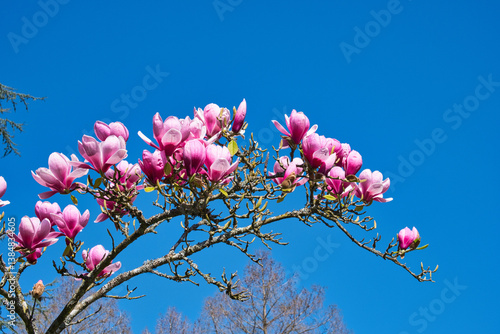 Obraz na płótnie Magnolienblüte w salonie