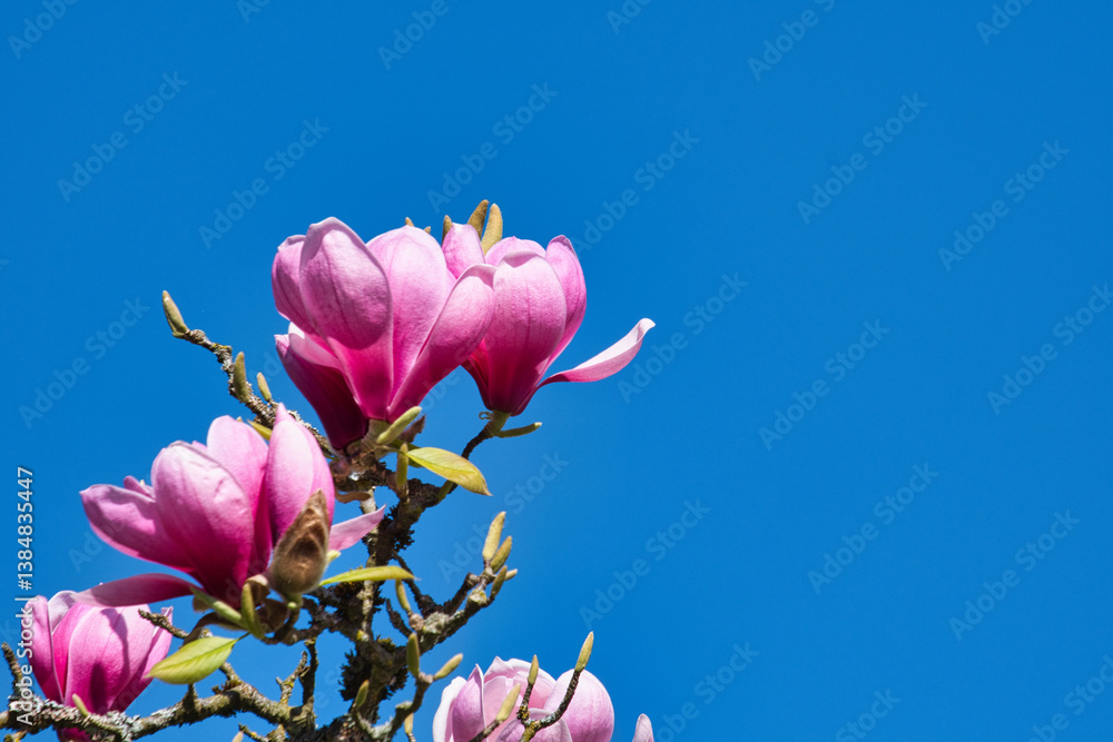 Magnolienblüte