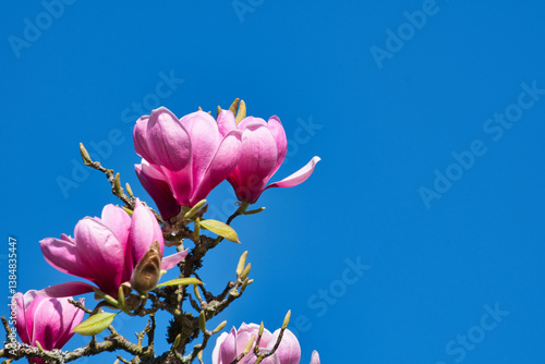 Magnolienblüte