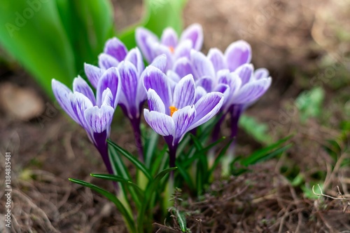 Crocuses glowing in the sunlight, captured with soft focus and blurred bokeh effect.