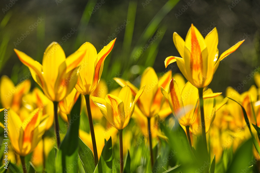 Tulpen in der Wiese