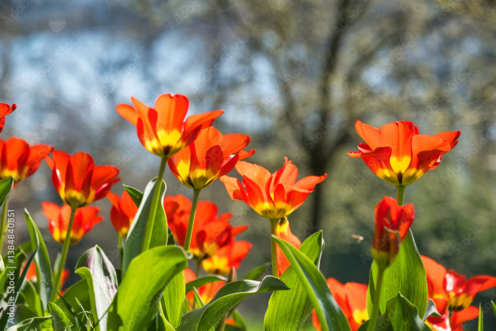 Tulpen in der Wiese