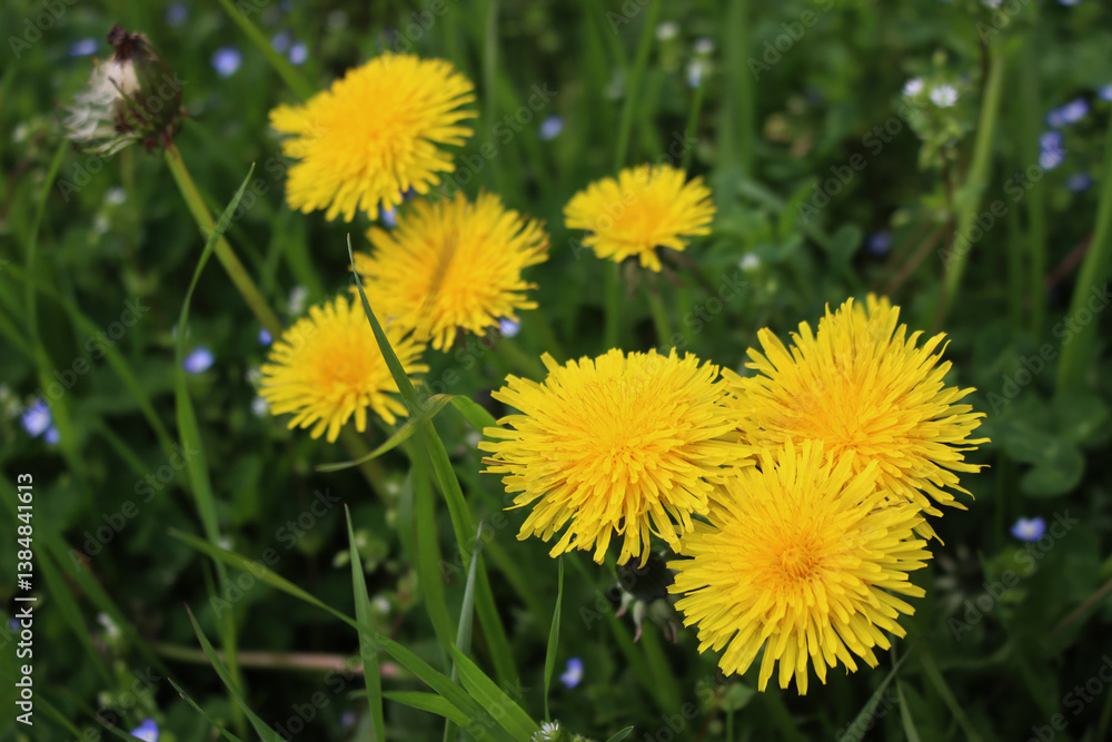 Dandelion plants with yellow flowers in the meadow. Taraxacum officinalis Dandelion plants with yellow flowers in the meadow. Taraxacum officinalis