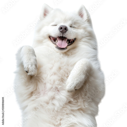 Happy Samoyed Dog on Back. (1)