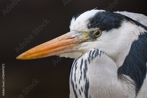 Sharp-Eyed Grey Heron Staring