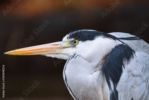 Grey Heron Looking Up to the Sky