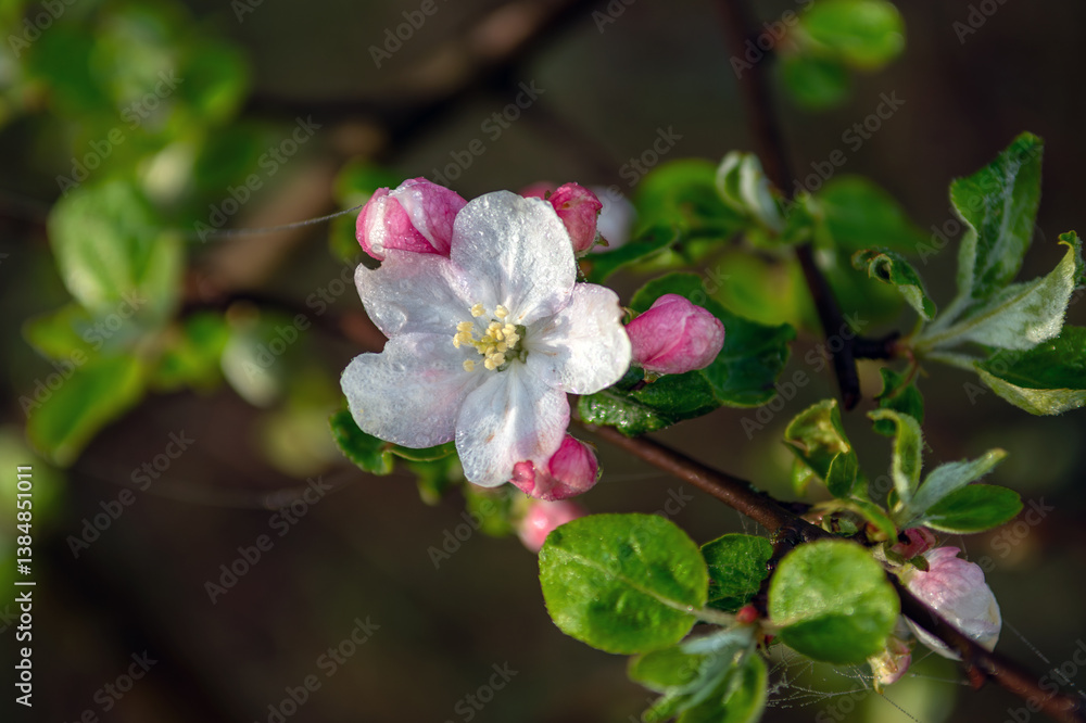 Obraz premium Beautiful delicate flowers have blossomed on the fruit trees.