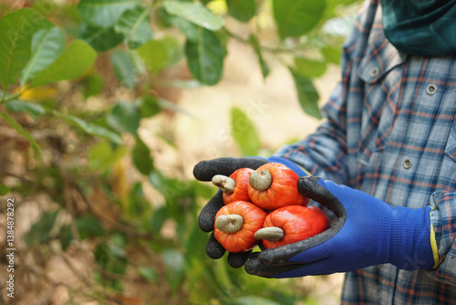  Close up gardener hands hold red cashew fruit in garden. Concept economic agricultural crops in Thailand and Asian countries. Tropical fruits. Ready to harvest. 