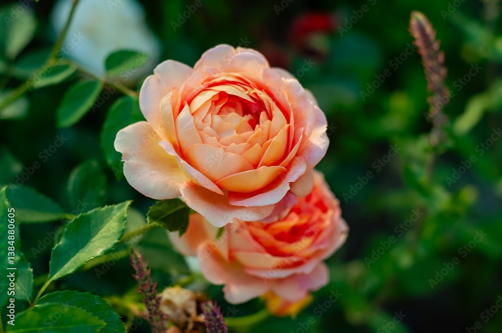 Peach roses in selected focus, their radiant bloom contrasted by soft defocus lavender hues.