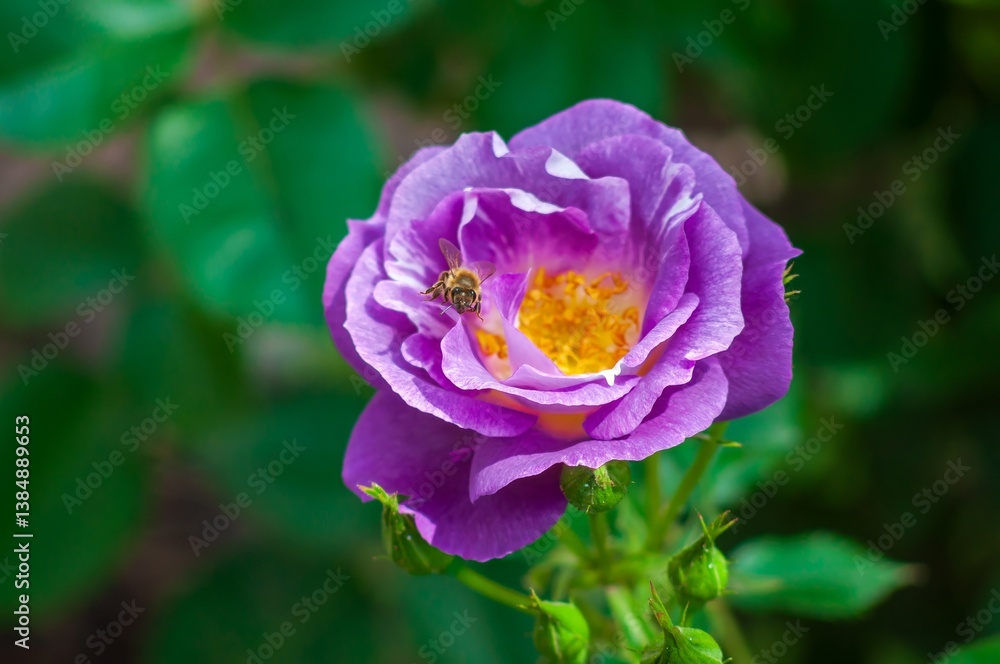 Honeybee delicately perched on a fully bloomed, vibrant purple rose in a lush garden setting. Honeybee delicately perched on a fully bloomed, vibrant purple rose in a lush garden setting.