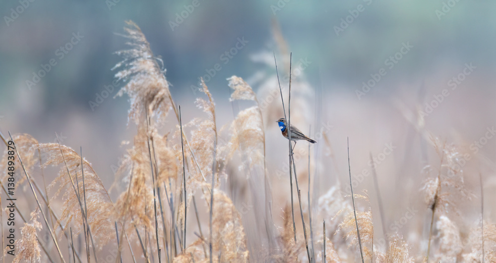 Obraz premium White spotted bluethroat Luscinia svecica cyanecula on a reed stalk.