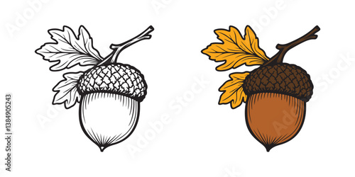 Acorn. Oak tree fruit. Hand drawn trendy style isolated on white background. Vector illustration
