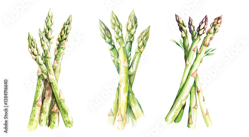 asparagus Watercolor painted collection of vegetables. Fresh colorful veggies vector illustration
