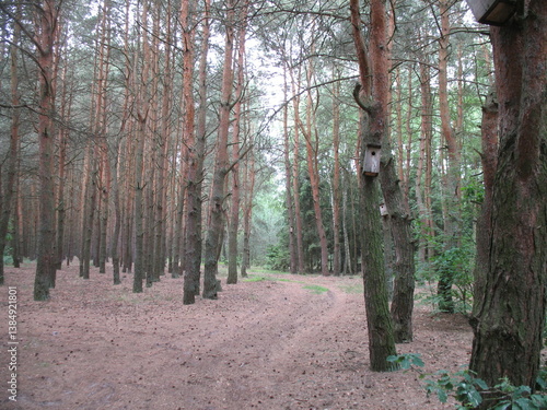 Wooden bird houses on trees in a pine forest