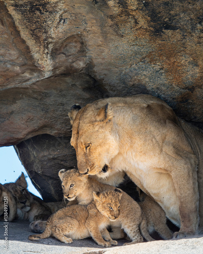 Obraz na plátně lioness and her cubs resting in famous central serengeti rock formation