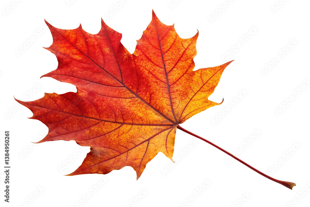 Vibrant autumn maple leaf with orange and red hues. Vibrant autumn maple leaf with orange and red hues.