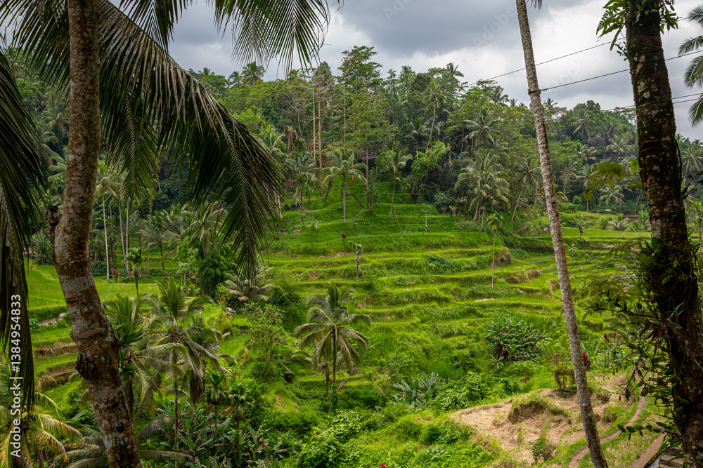 Rice terrace on a cloudy day during wet season in Bali, Image shows abian desa rice terrace and its views Rice terrace on a cloudy day during wet season in Bali, Image shows abian desa rice terrace and its views