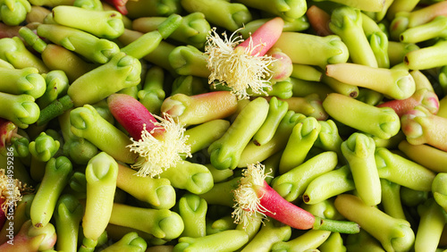 Photos Close-up, fresh clove buds, harvest