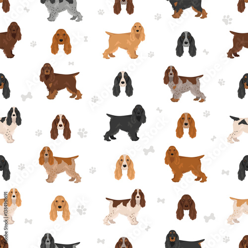 English cocker spaniel show type clipart and seamless pattern. Different poses, coat colors set.  Vector illustration