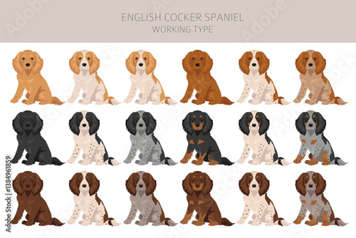 English cocker spaniel working type, field bred  clipart and seamless pattern. Different poses, coat colors set.  Vector illustration