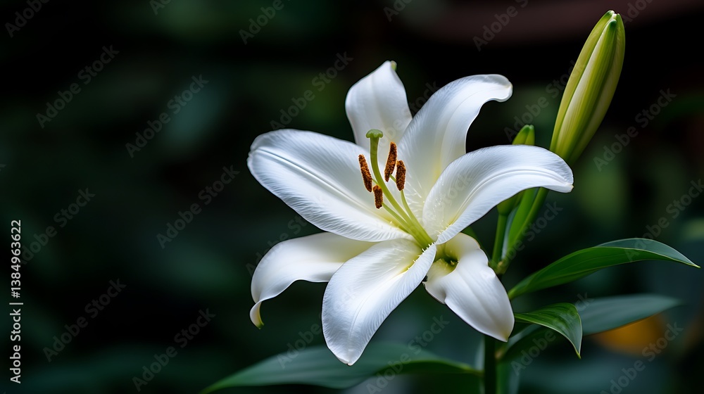 Fototapeta premium Elegant White Lily Blossom in Lush Garden. (1)