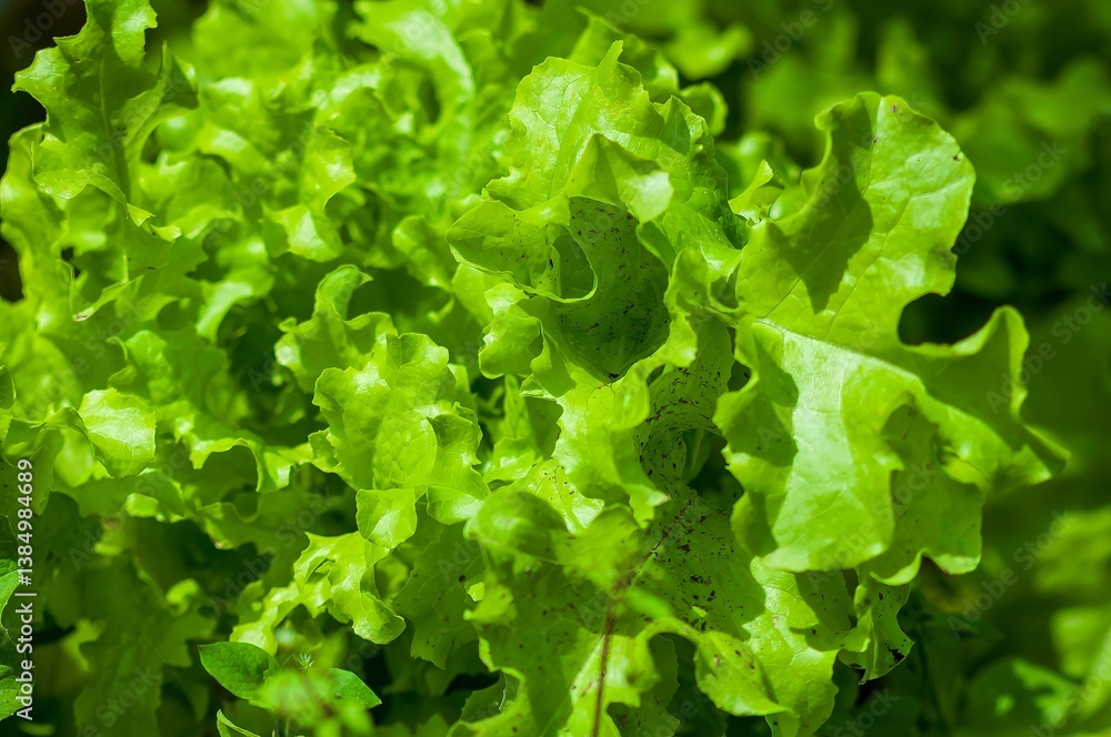 Vibrant green lettuce leaves showcase freshness and health in this close-up shot.