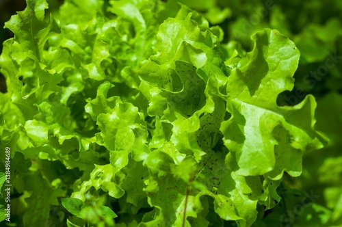 Obraz na płótnie Vibrant green lettuce leaves showcase freshness and health in this close-up shot. w salonie