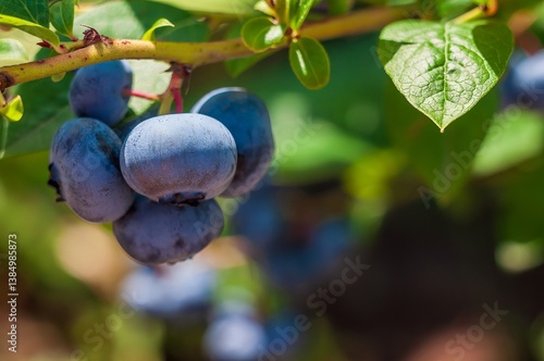 Photography A cluster of ripe blueberries dangles from a verdant branch, ready to be picked and enjoyed