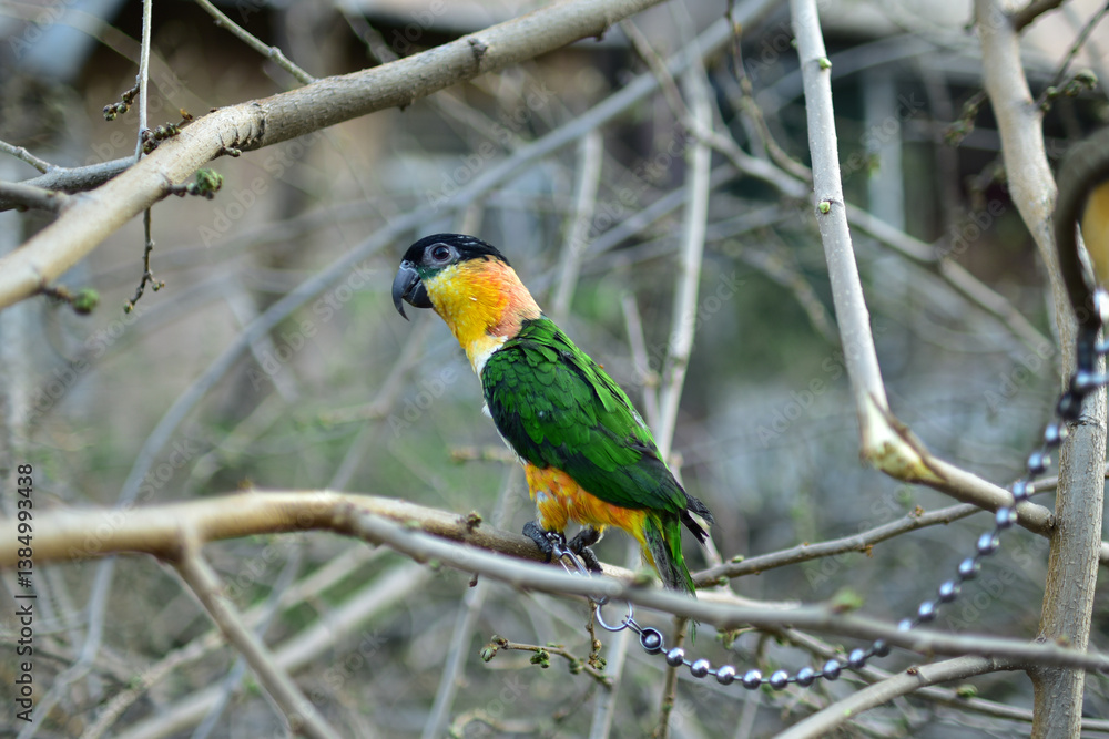 Naklejka premium Parrot caique named Bro