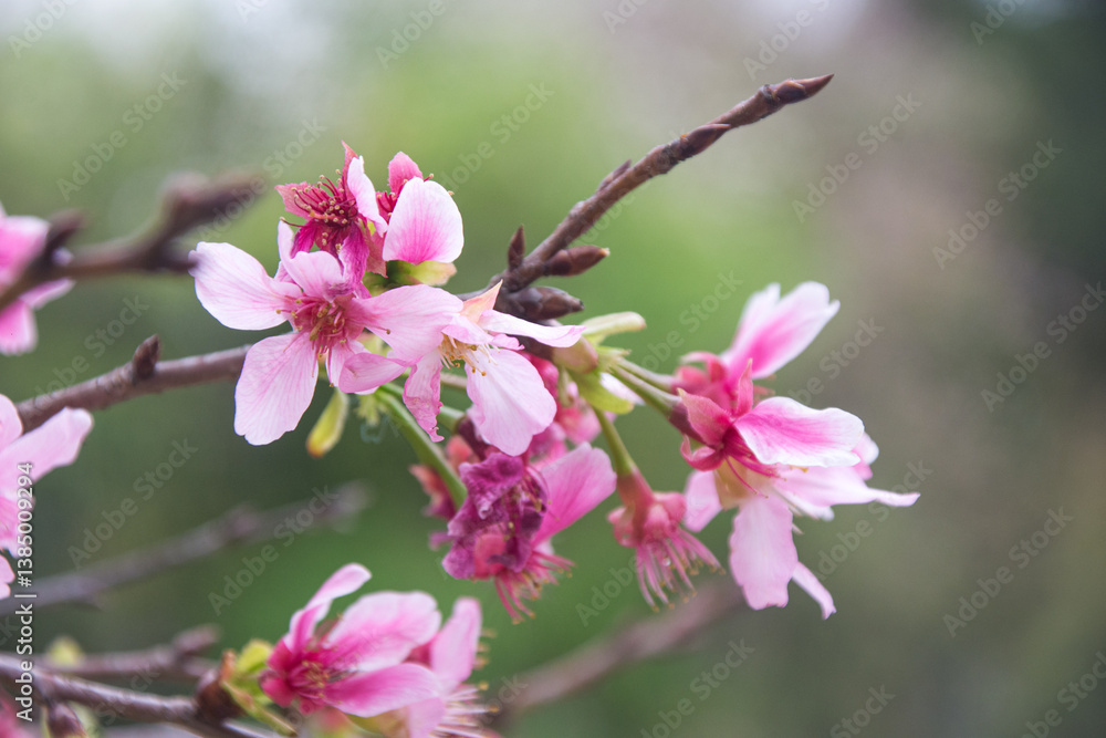 Obraz premium Pink cherry blossoms in spring