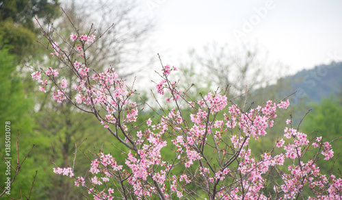 Pink cherry blossoms in spring